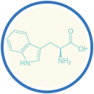 xentermine pm ingredients - L-tryptophan